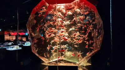 An intricately designed geometric aquarium filled with numerous goldfish is prominently displayed in a dimly lit room. The aquarium appears to be a central piece, with other illuminated aquariums visible in the background. The lighting emphasizes the vivid colors of the fish and the unique structure of the aquarium.