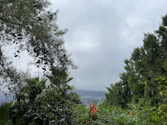 A panoramic view of the Chocó Andino with young trees growing under a cloudy sky.
