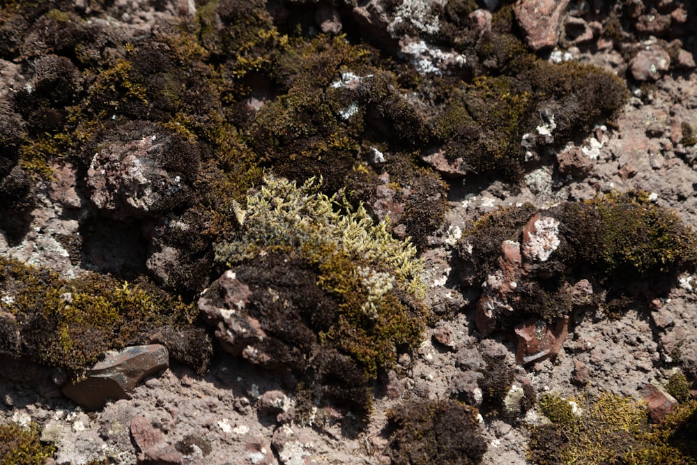 a close up of a rock with moss growing on it