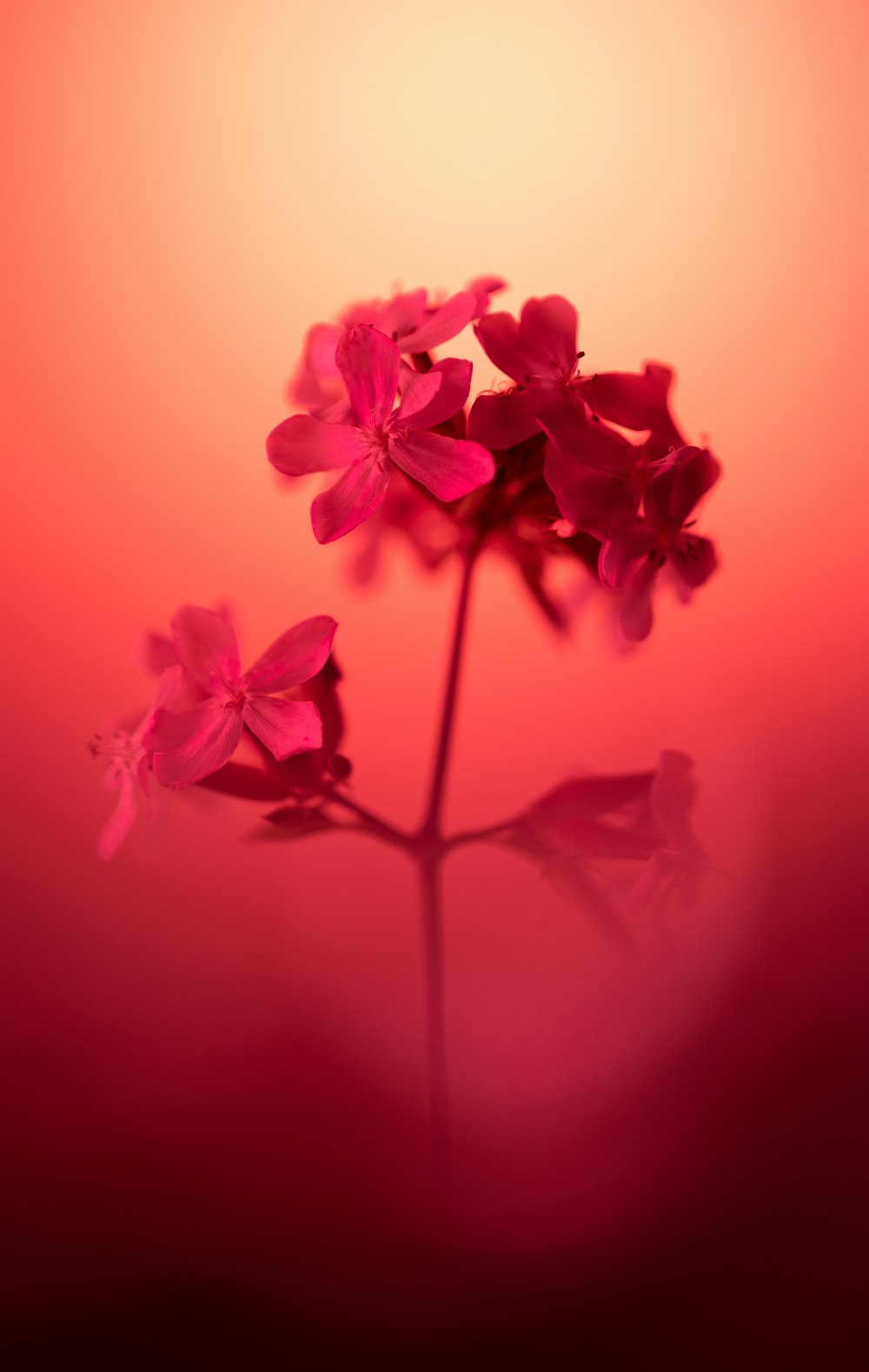 a close up of a pink flower on a red background