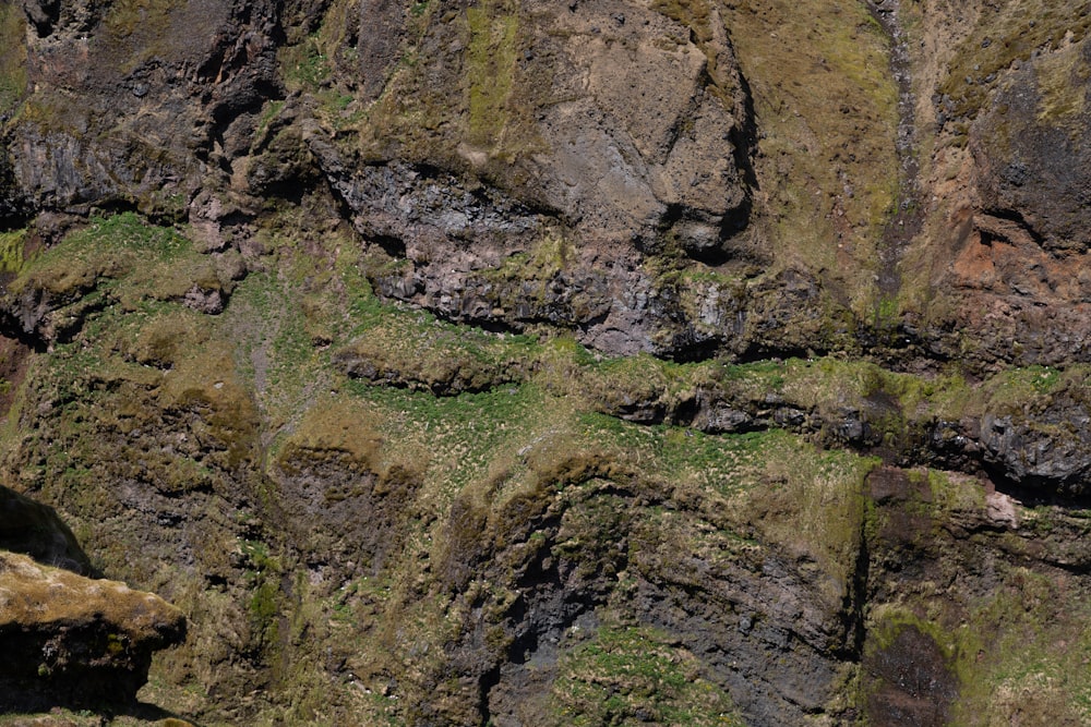 a bird is perched on a mossy rock wall