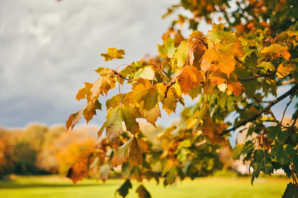 a tree with yellow leaves in a grassy field