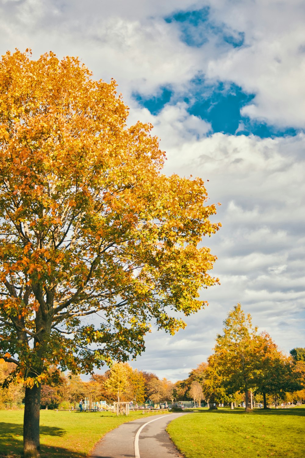 a tree in the middle of a grassy field