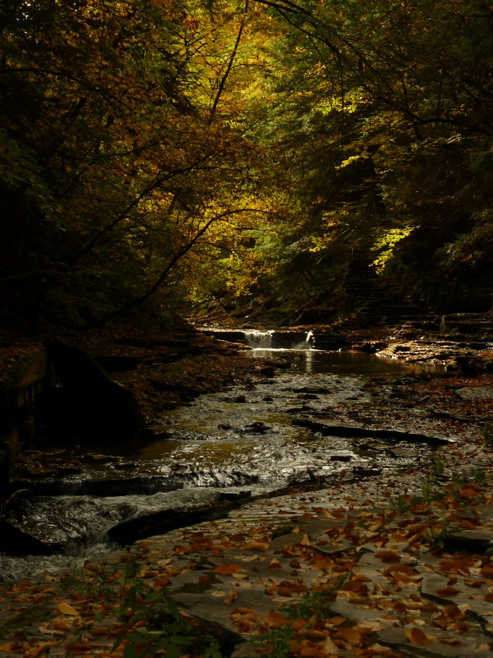 a stream running through a lush green forest