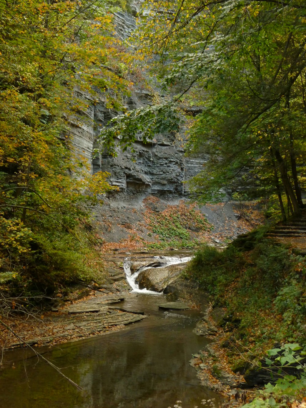 a small stream running through a lush green forest