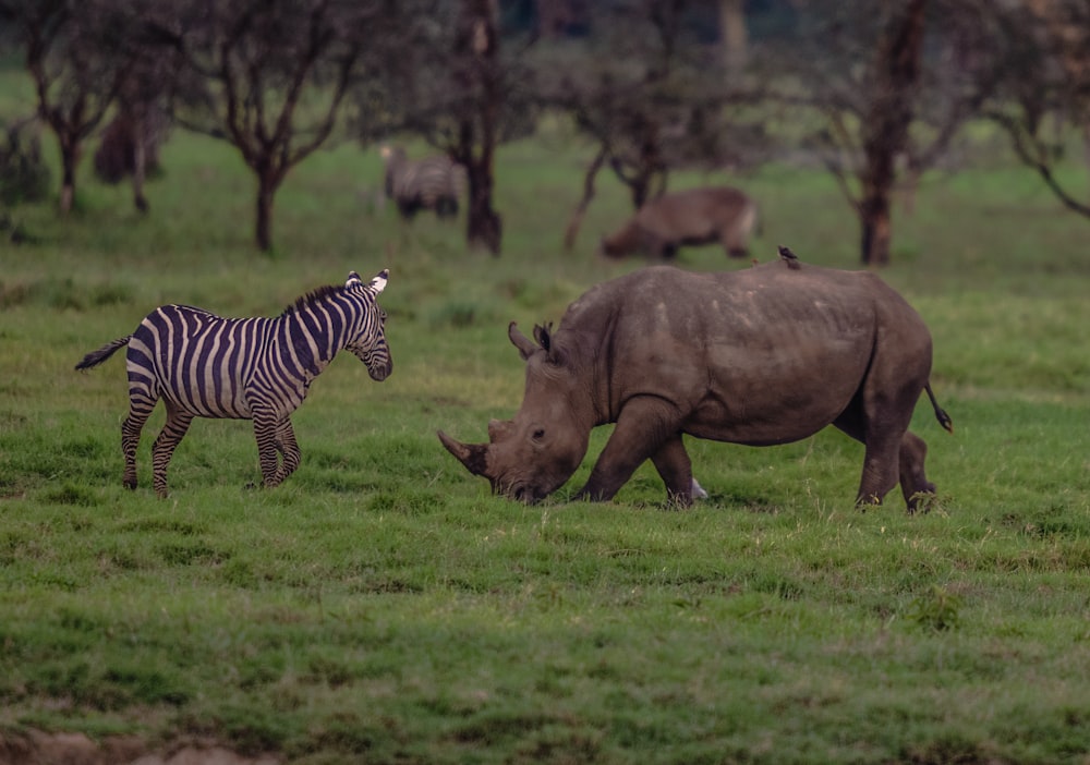 a zebra standing next to a rhino on a lush green field