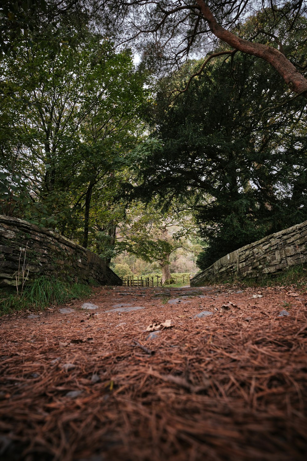 a path in the middle of a wooded area