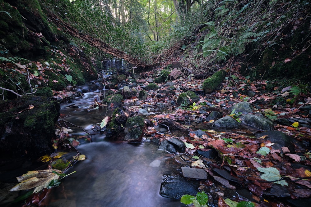 a stream running through a lush green forest