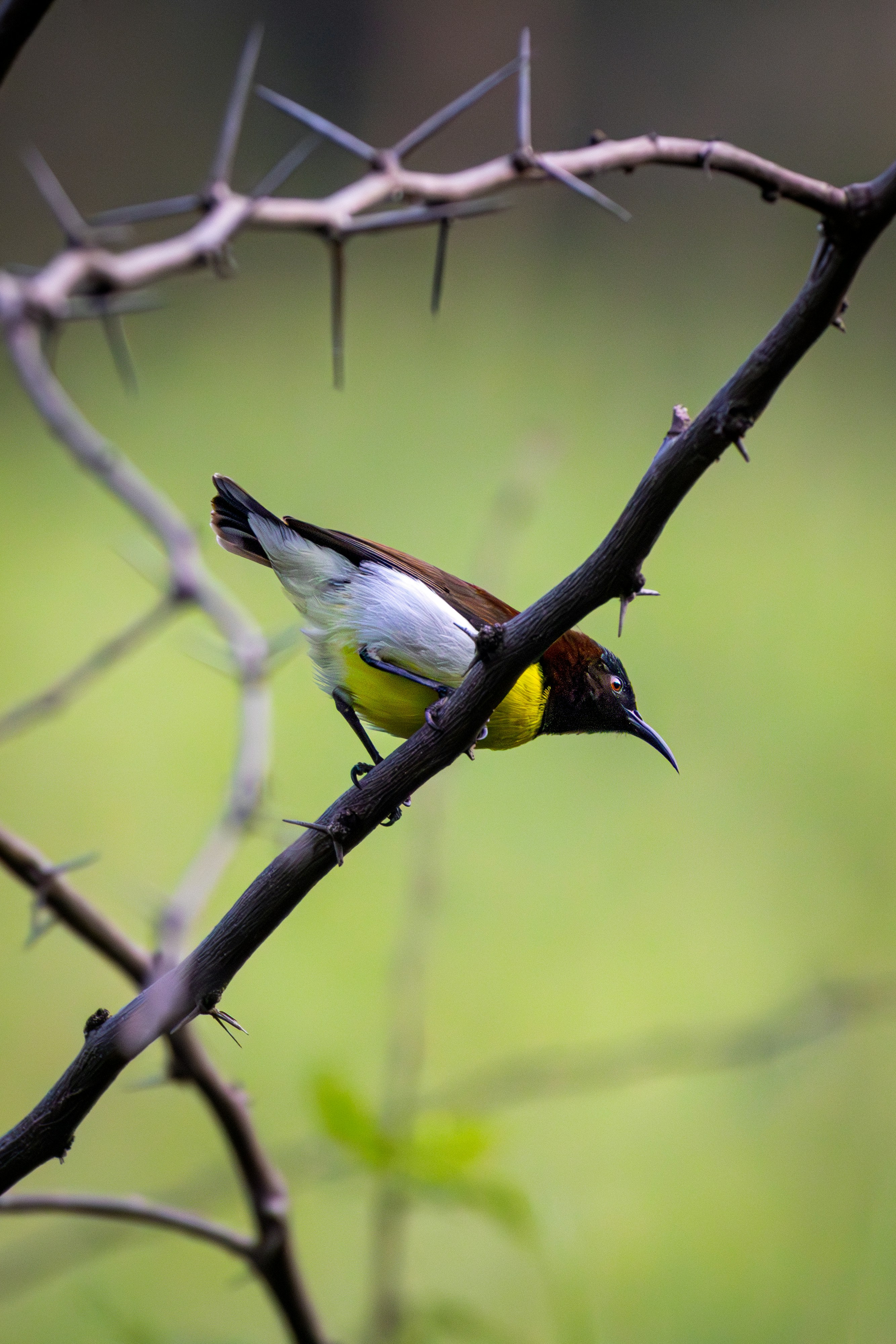 Photo by sameer_srivastava