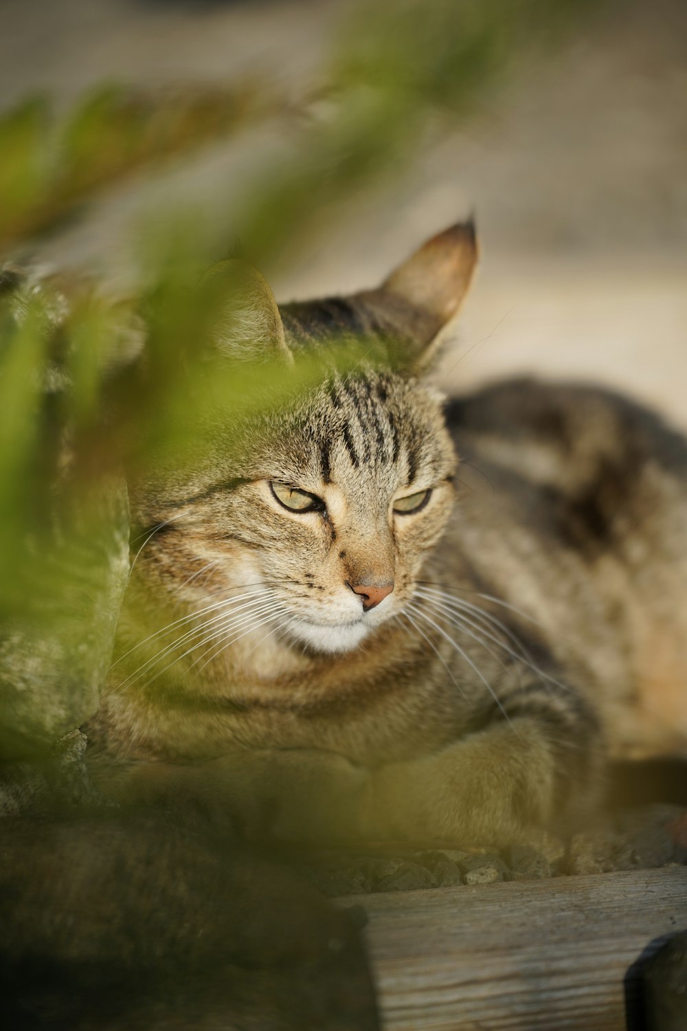 a cat laying on top of a wooden bench