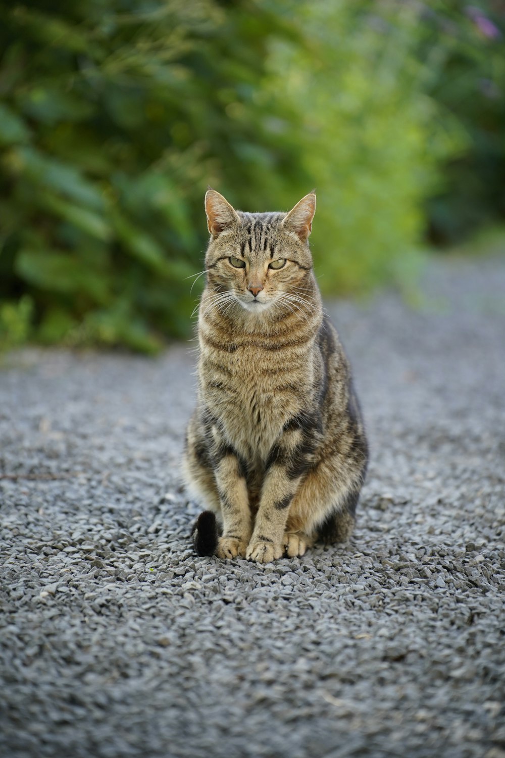a cat is sitting on a gravel road