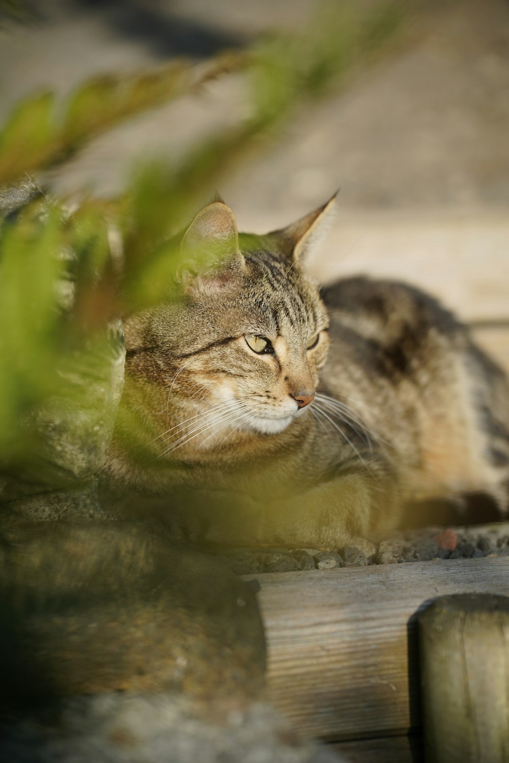 a cat laying on the ground next to a plant