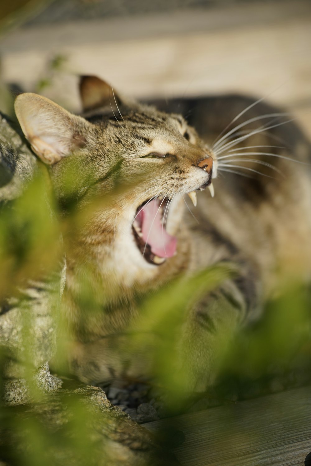 a cat yawns while sitting on a ledge