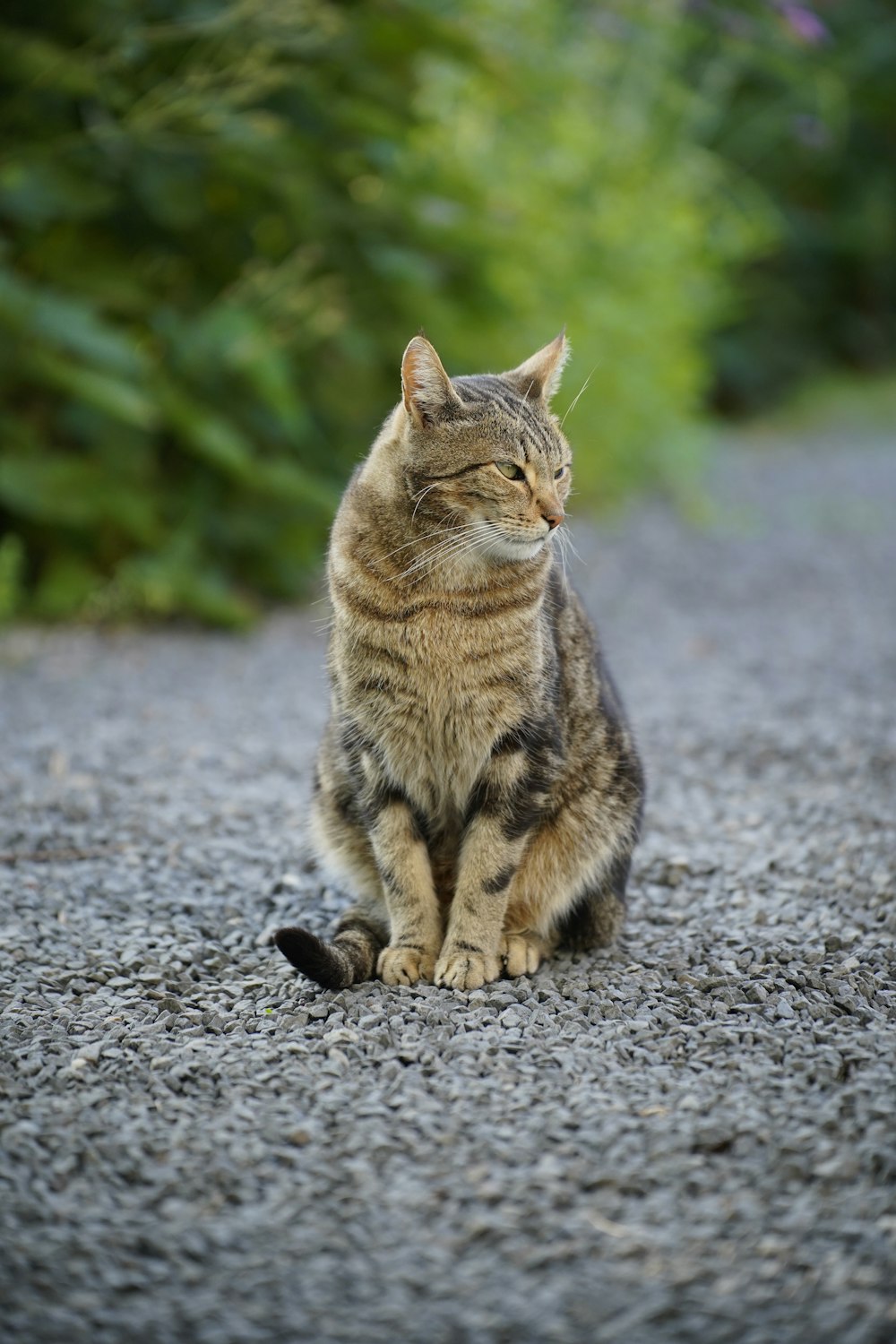a cat is sitting on a gravel road