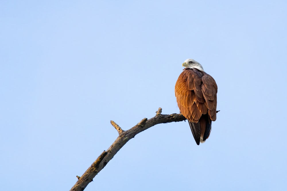 un grand oiseau perché au sommet d’une branche d’arbre