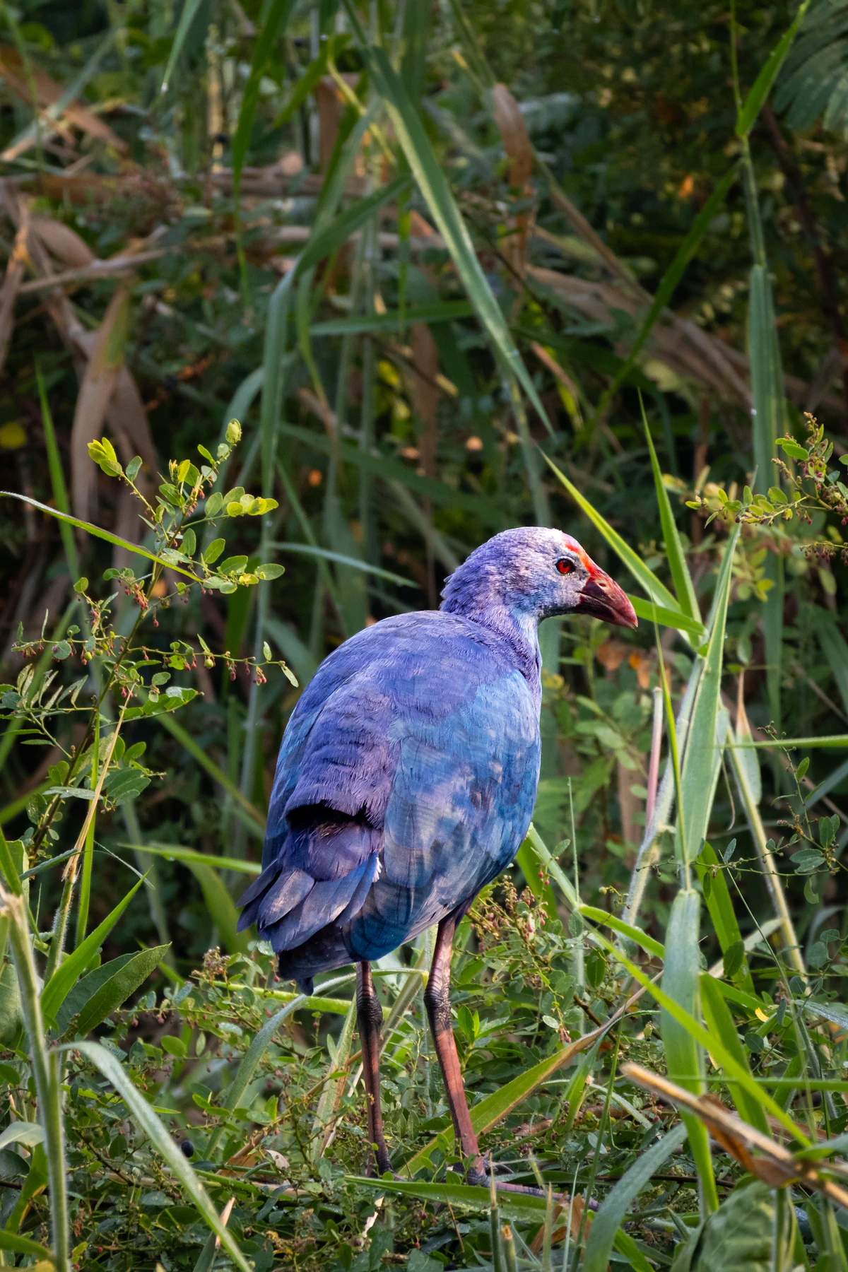 Purple swamphen wading in shallow water, indigo plumage and red beak