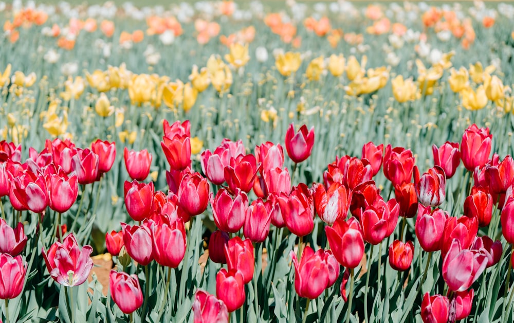 a field full of red and yellow tulips