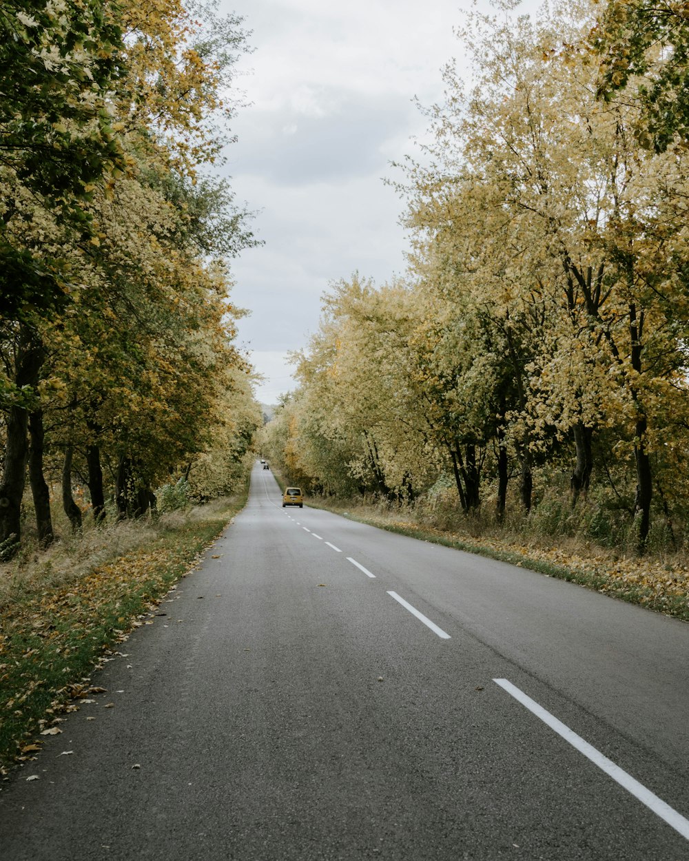 an empty road surrounded by trees with yellow leaves