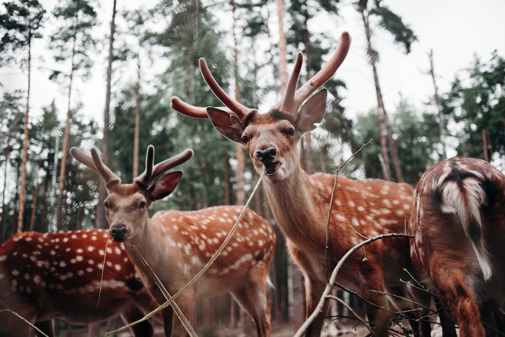 a group of deer standing next to each other in a forest
