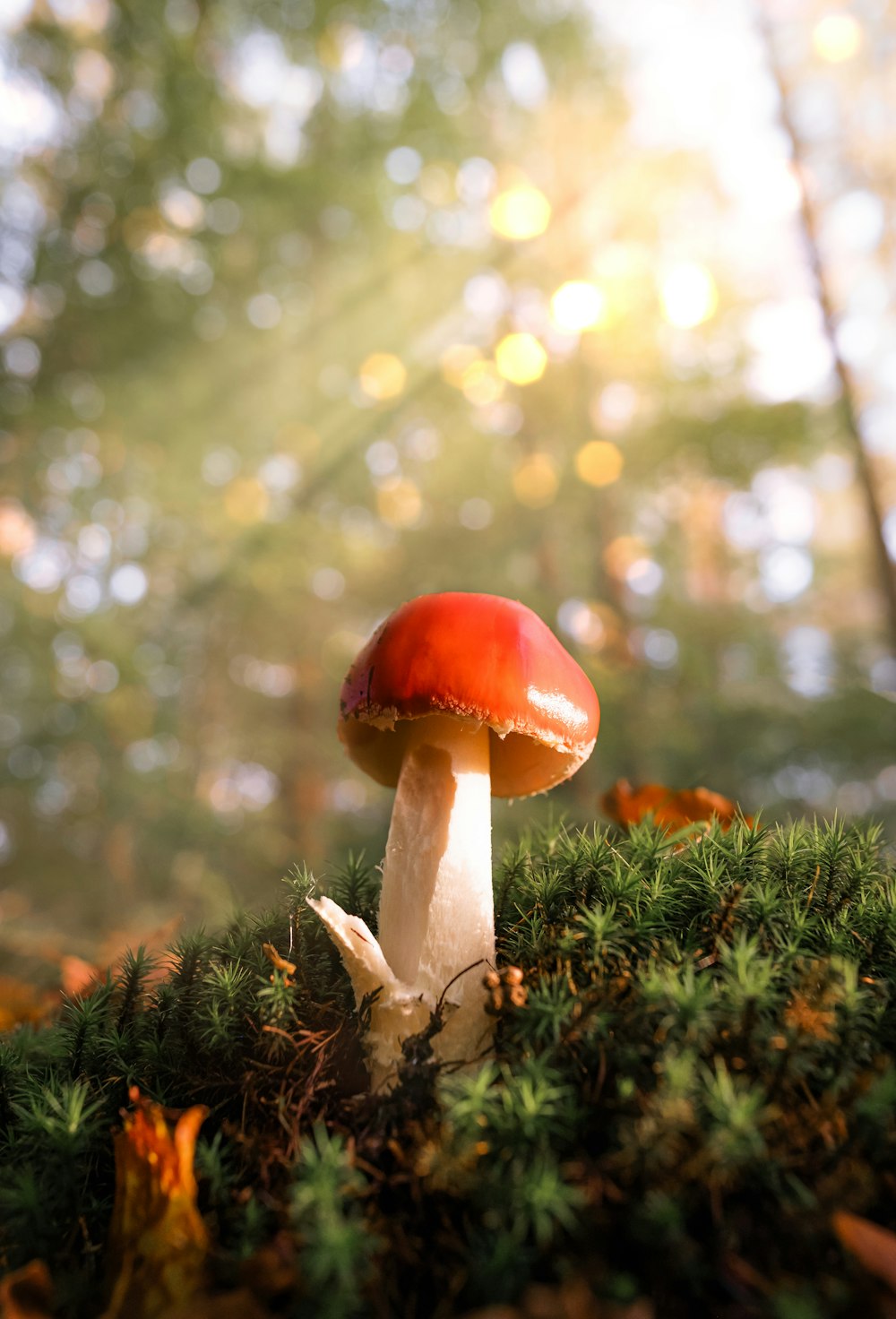 a mushroom sitting on top of a moss covered forest