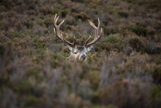 A deer with large antlers is partially hidden among dense foliage, blending with the surrounding wilderness. Its alert expression and the detailed texture of its fur stand out against the muted colors of the vegetation.