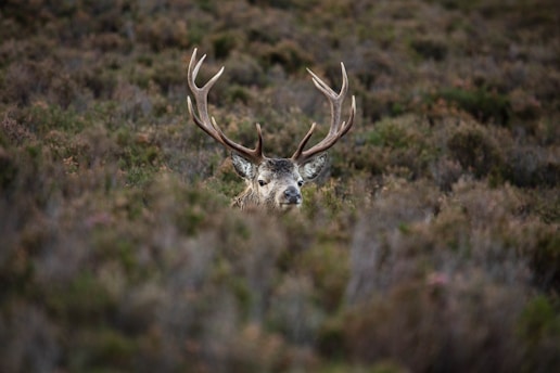 A deer with large antlers is partially hidden among dense foliage, blending with the surrounding wilderness. Its alert expression and the detailed texture of its fur stand out against the muted colors of the vegetation.