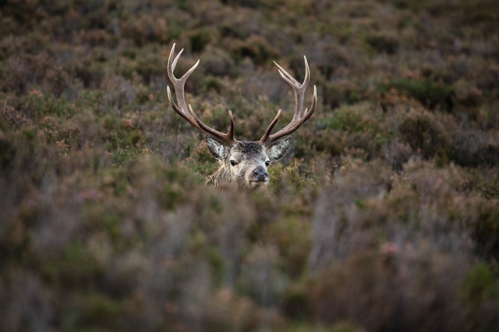 gros plan de la tête d’un cerf dans un champ