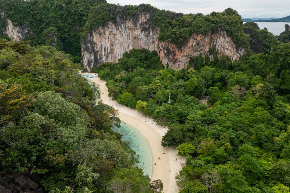 a river running through a lush green forest