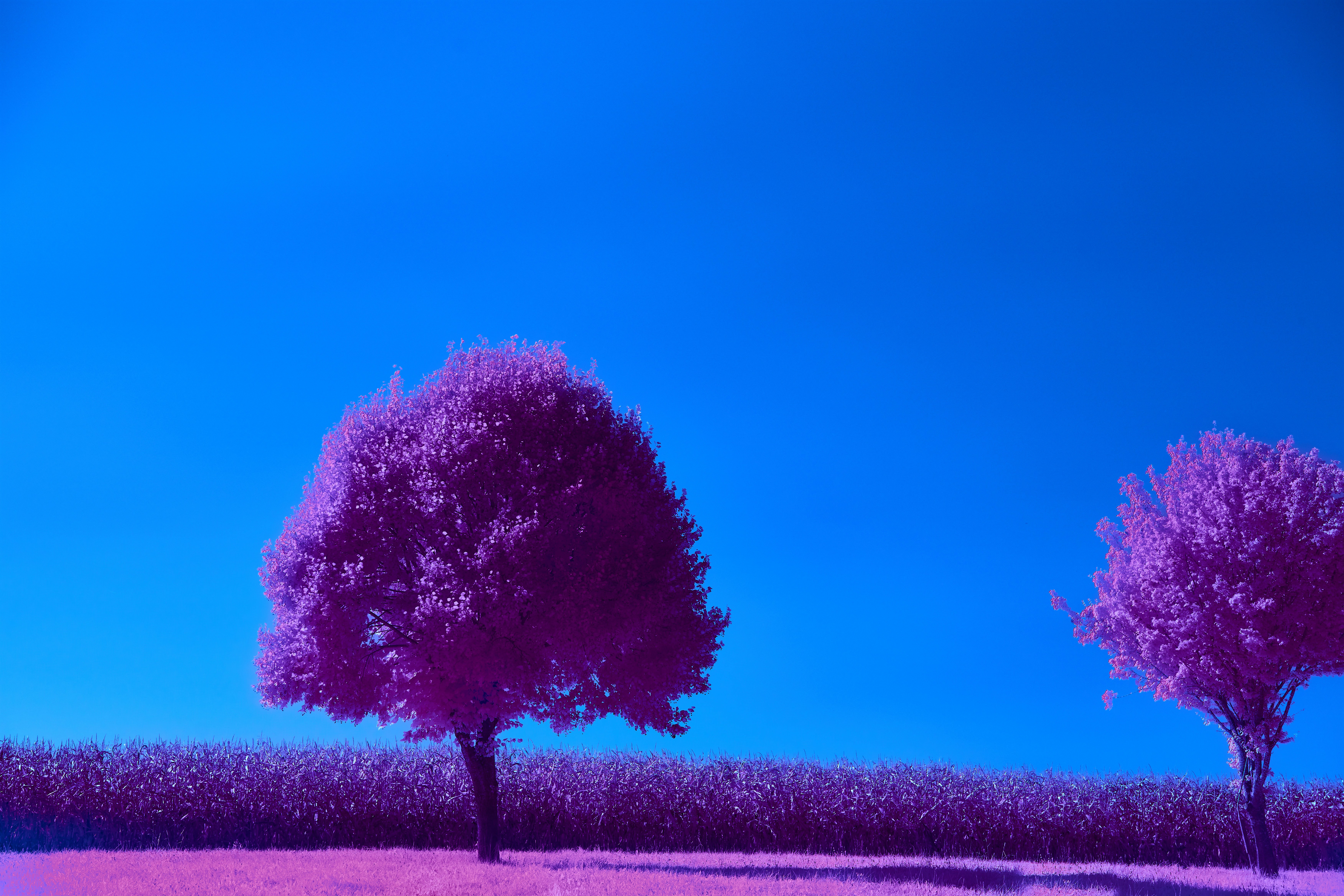 Photo by wolfgang_hasselmann