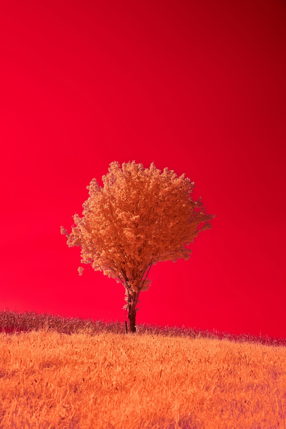 a lone tree in a field with a red sky in the background