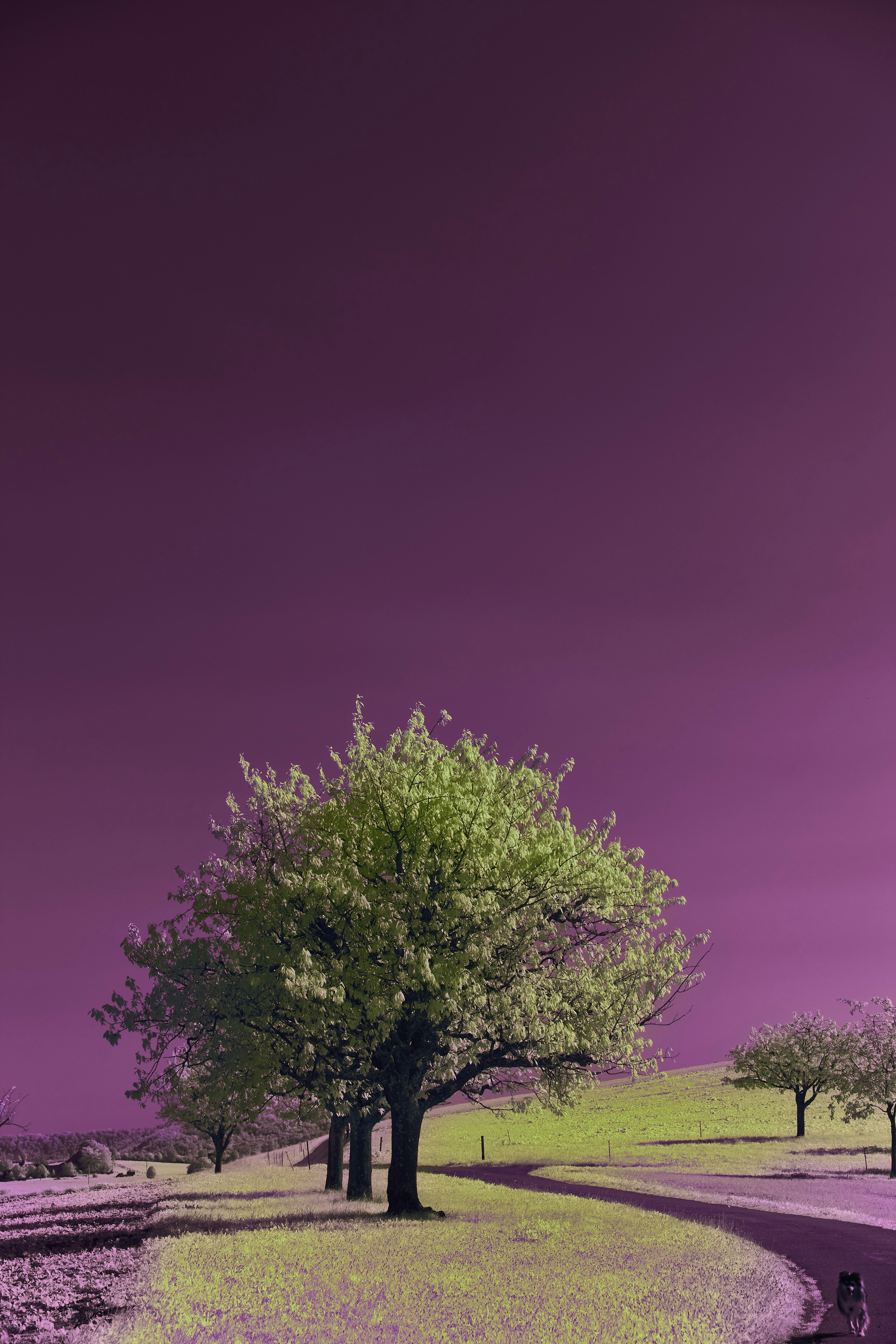 Photo by wolfgang_hasselmann