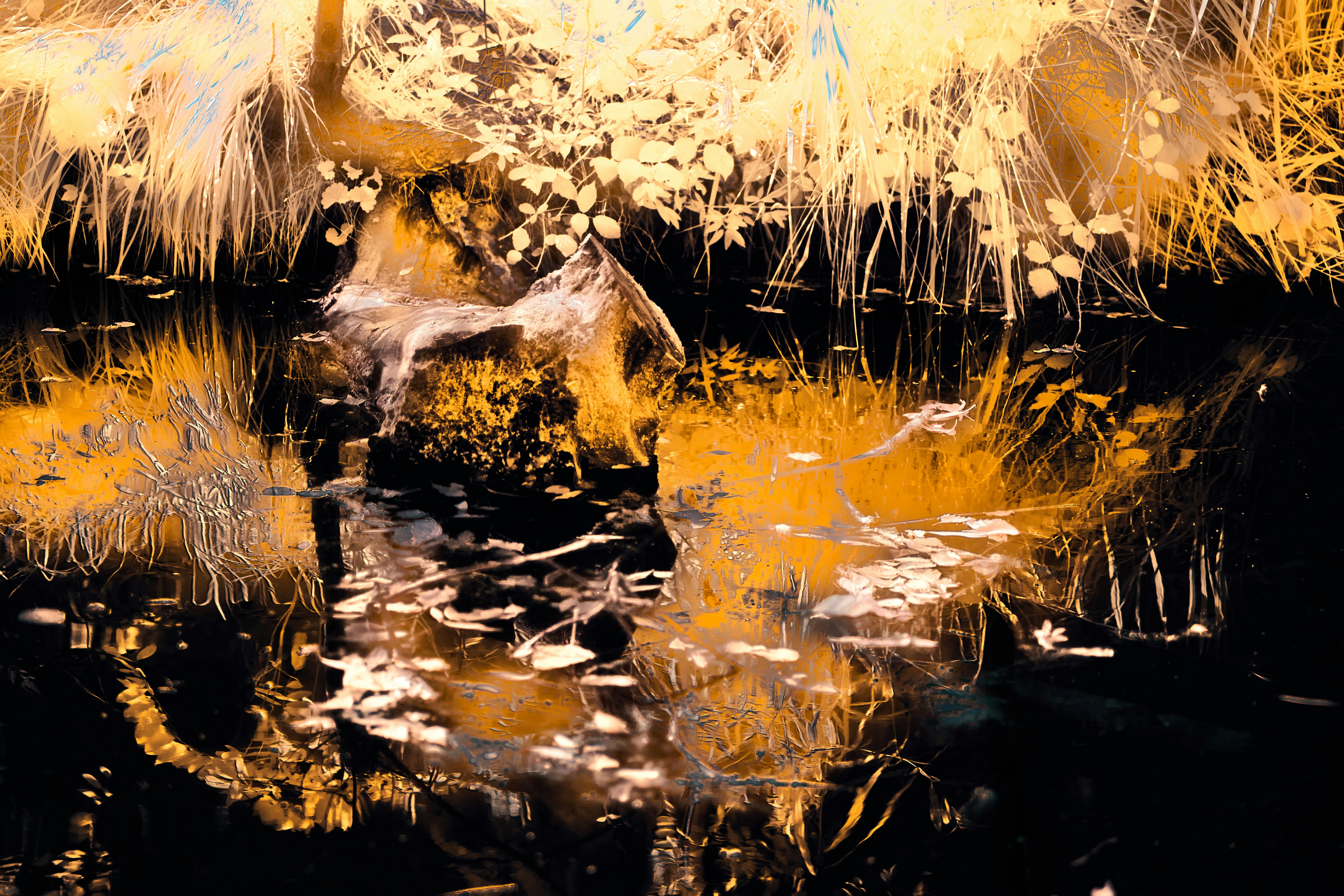 Photo by wolfgang_hasselmann