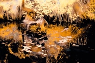 An artistic composition of nature-inspired visuals blending organic textures with digital enhancements.