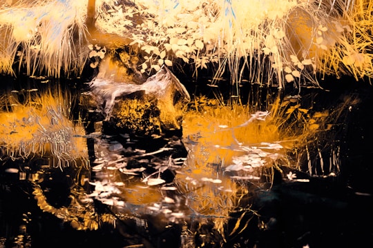 An abstract scene showcasing an intricate blend of organic textures and vibrant colors. The image features an abundance of foliage with elaborate patterns, accentuated by a rocky formation at the center. The overall composition is reflected in a body of water, creating a mirror-like effect.