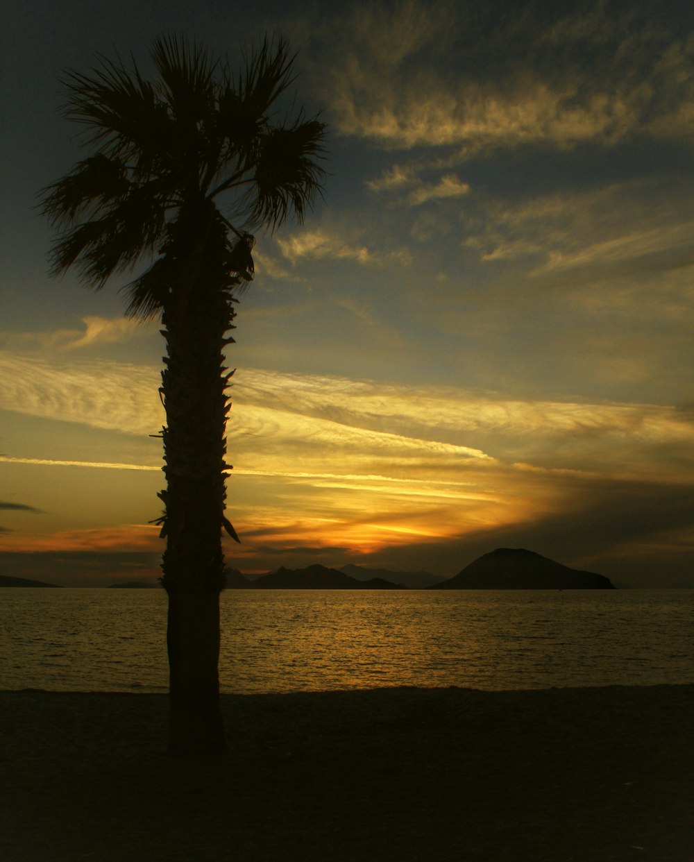 a palm tree on a beach at sunset