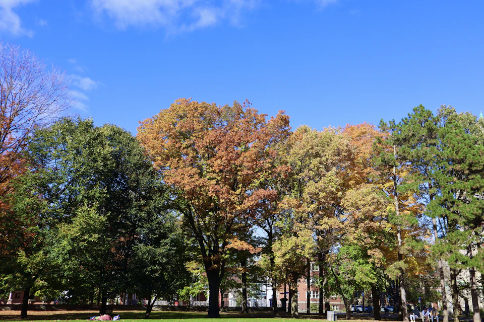 Serene park scene with vibrant autumn colors under clear blue sky and lush green grass