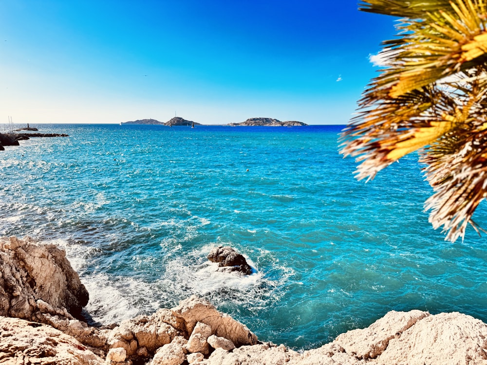 a body of water surrounded by rocks and palm trees