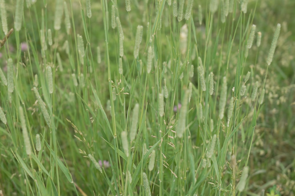 a close up of a field of green grass