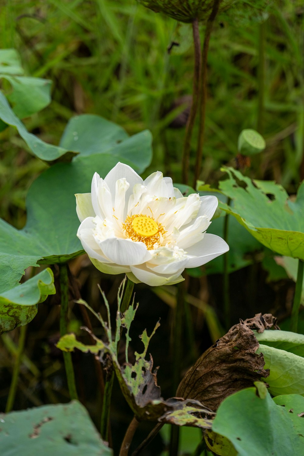 a white flower with a yellow center surrounded by green leaves