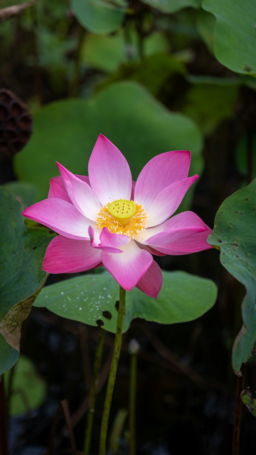 a pink lotus flower blooming in a pond