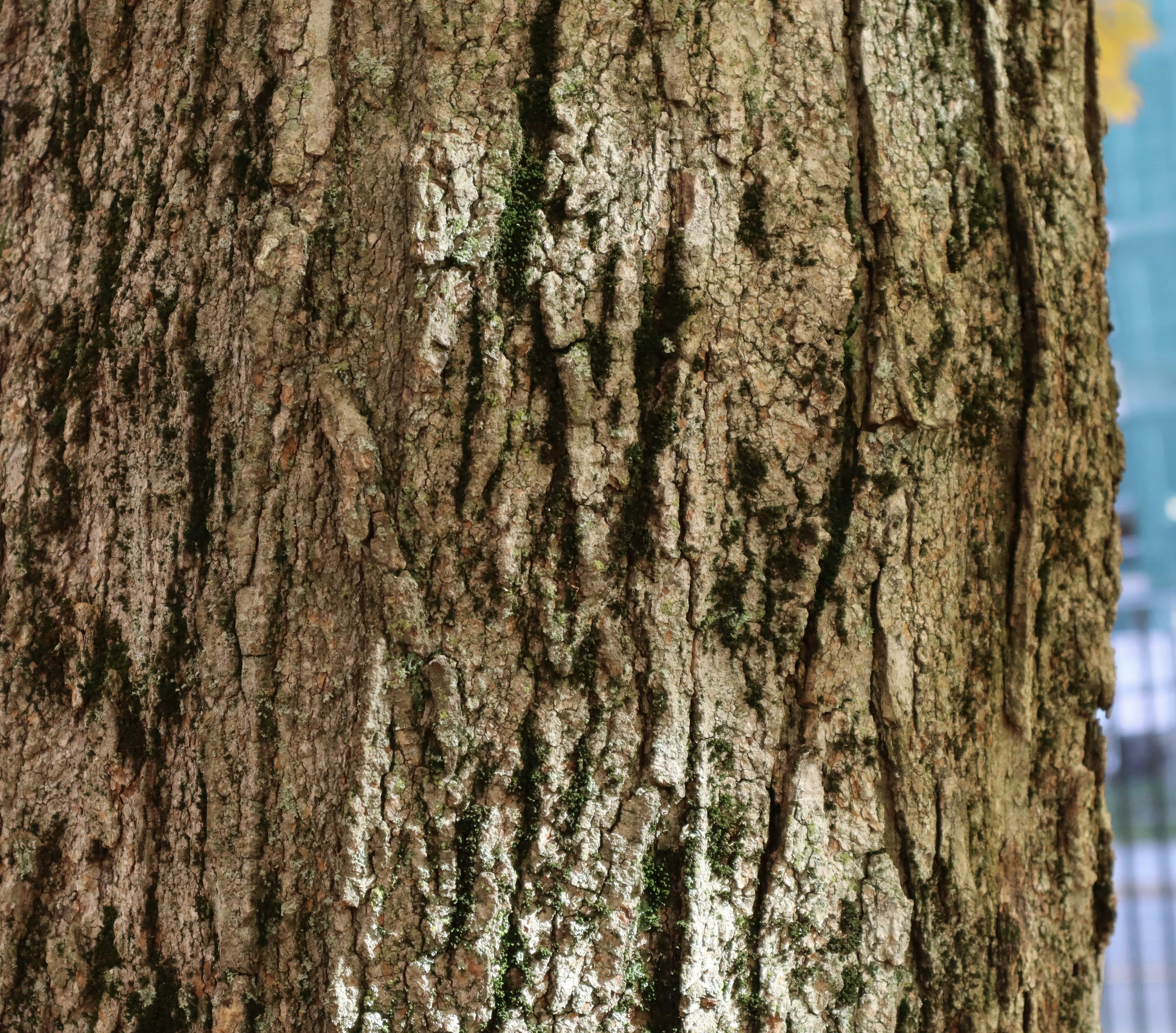 Photo by bhaskara999