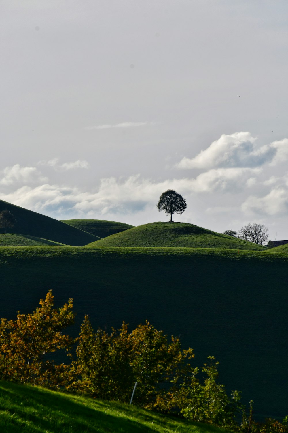 a lone tree on top of a grassy hill