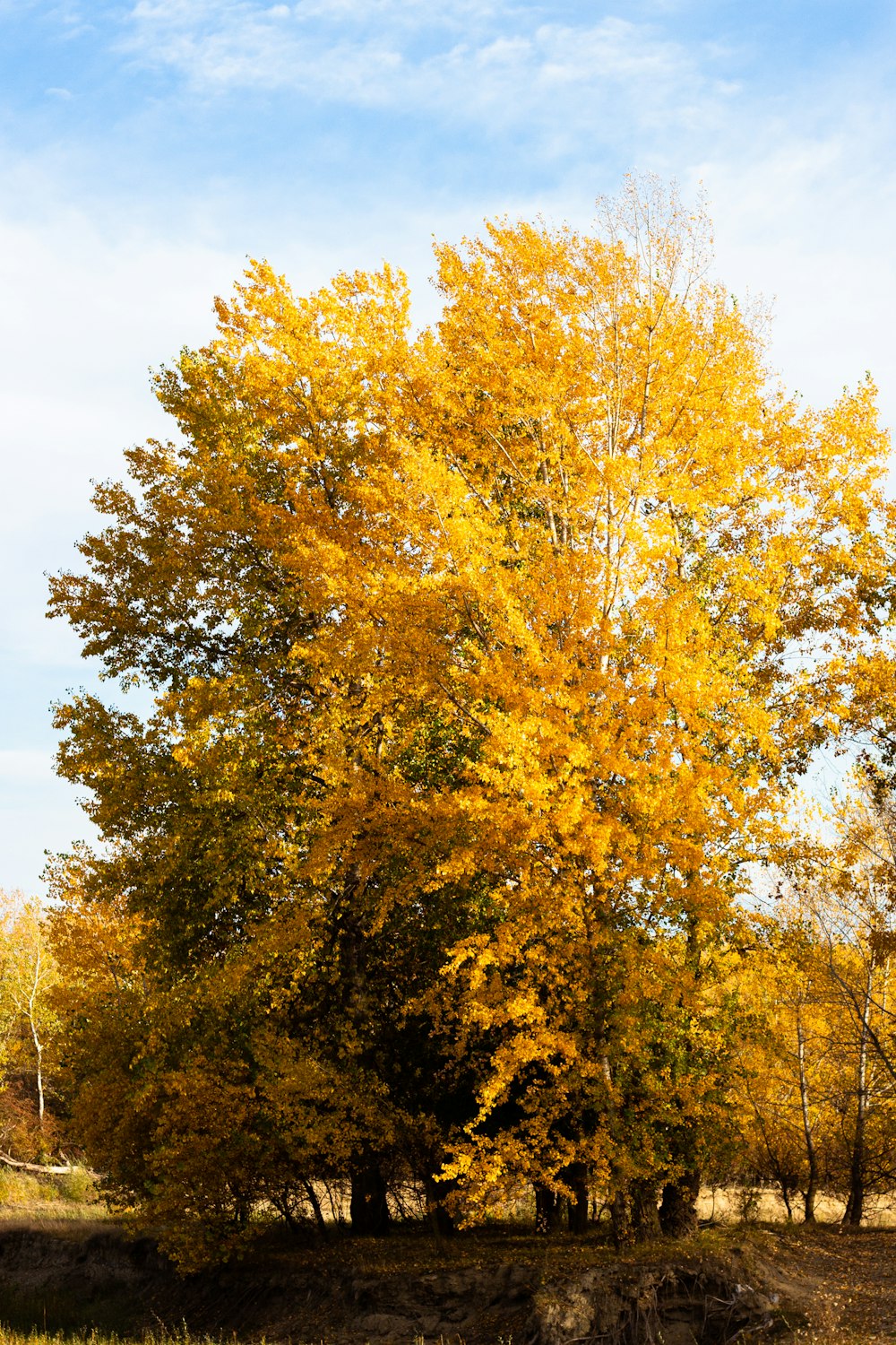 a large tree with yellow leaves in a field
