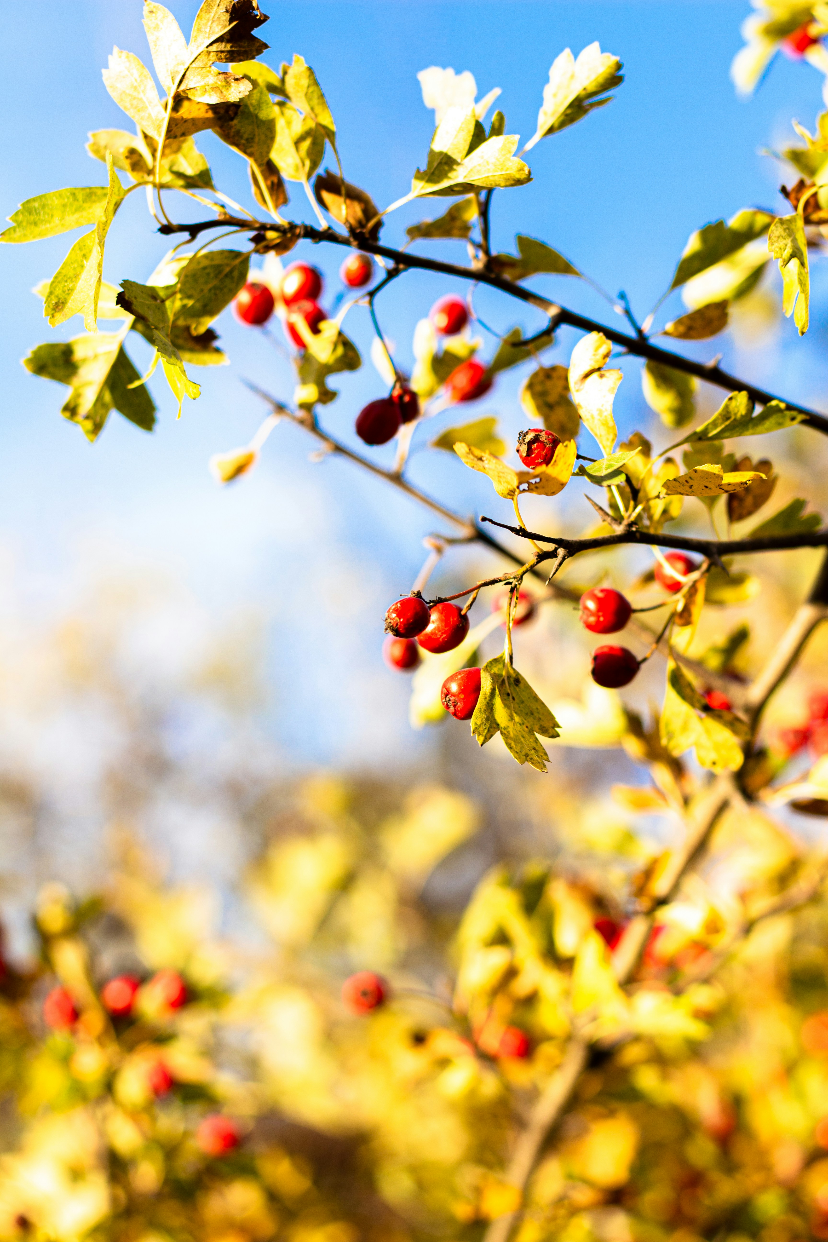 Photo by alexmartisca