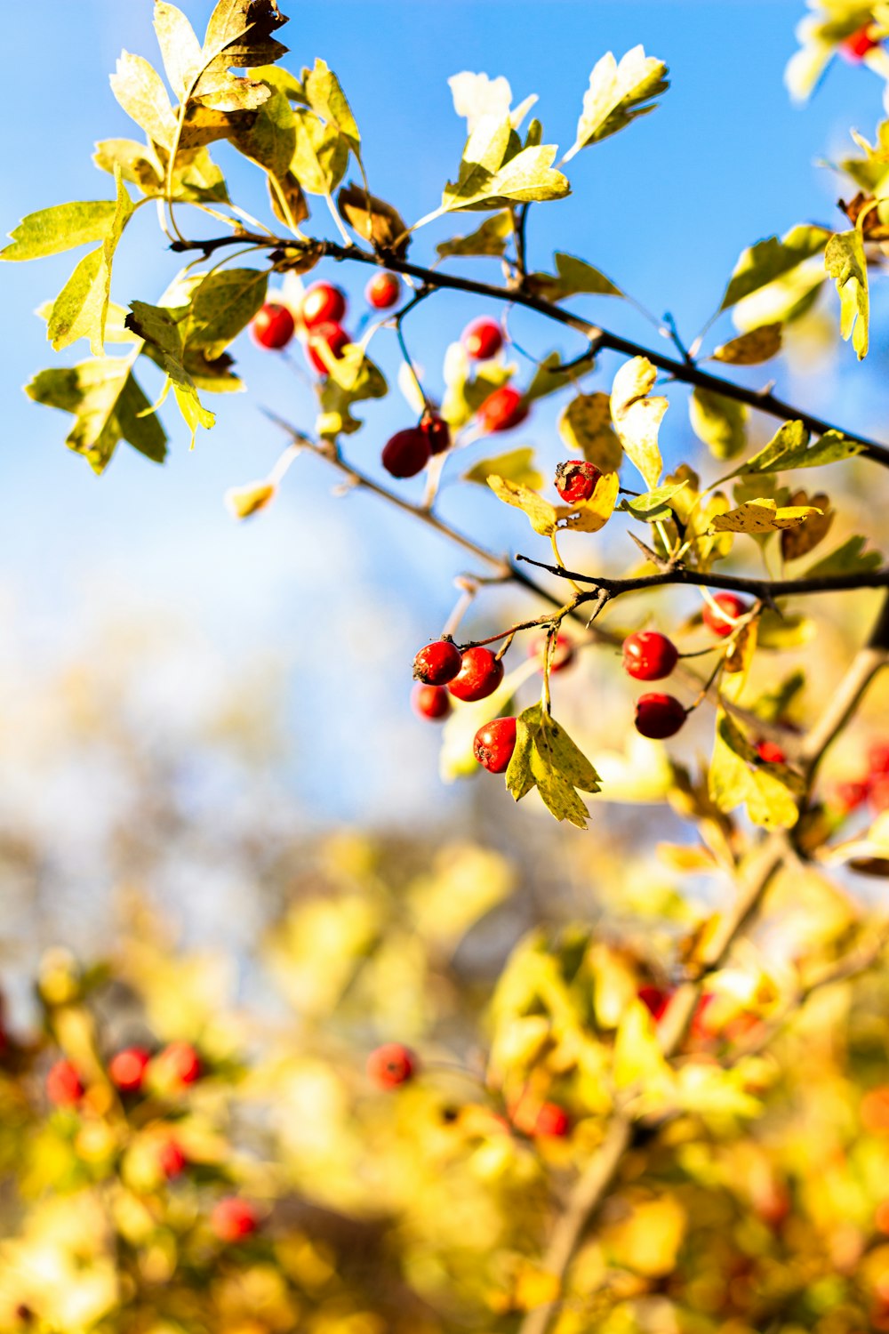 a close up of a tree with berries on it