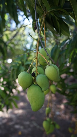 a bunch of green fruit hanging from a tree