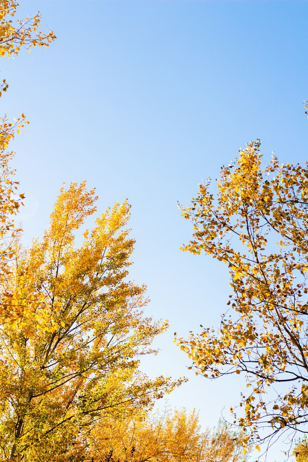 trees with yellow leaves and blue sky in the background