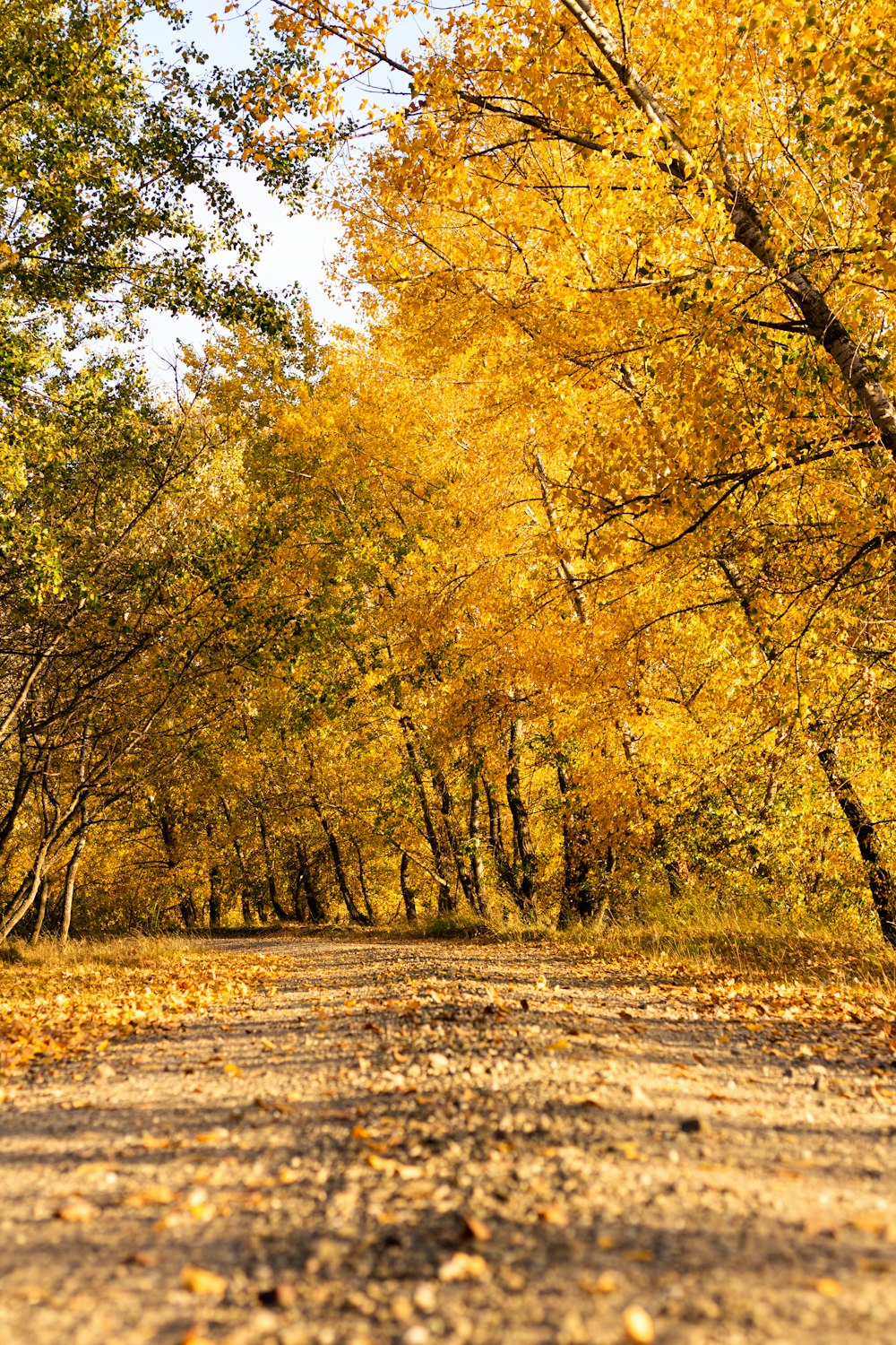 a dirt road surrounded by trees with yellow leaves