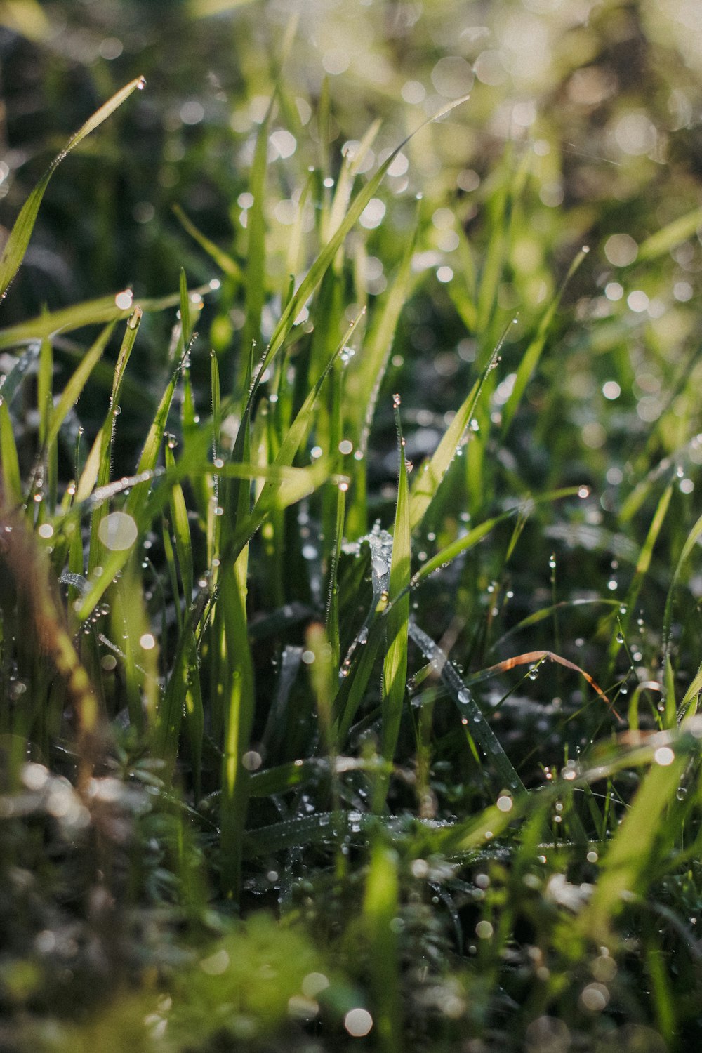 a close up of grass with water droplets on it