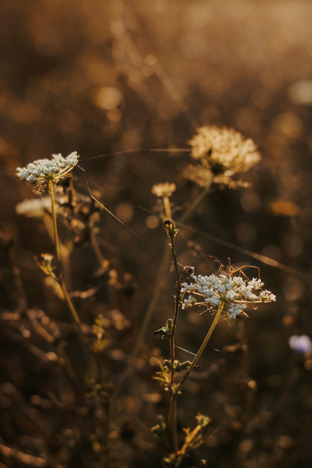 a close up of some flowers in a field